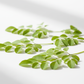 Fresh Moringa leaves used to make Yanshiv Moringa Powder