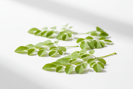 Fresh Moringa leaves used to make Yanshiv Moringa Powder
